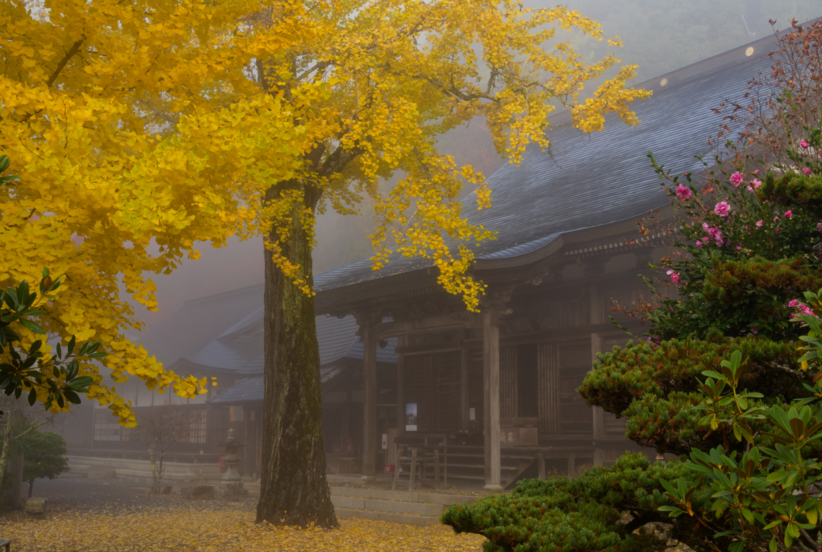 🍁絶景独り占め!亀岡・千手寺の雲海&紅葉🍁