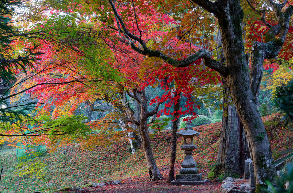 🍁 龍穏寺から嵐山へ!幻想的な霧と紅葉のグラデーションを満喫