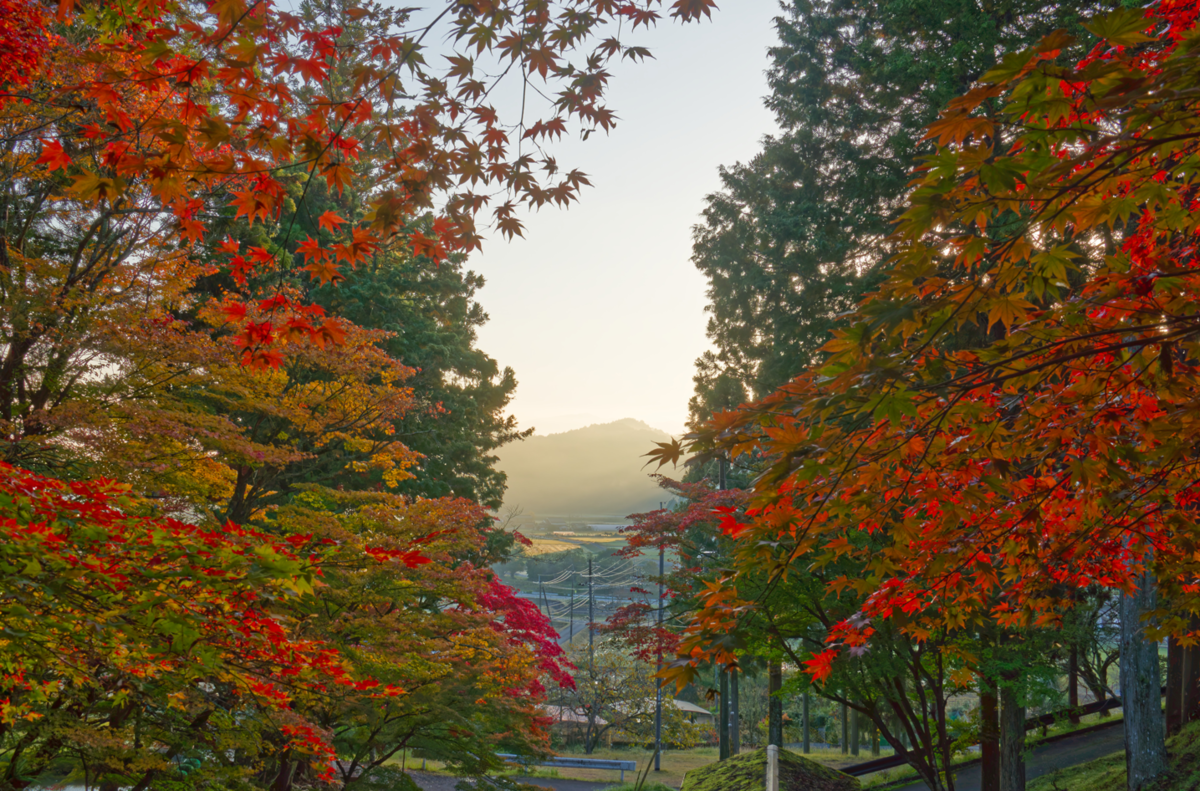 🍁 龍穏寺から嵐山へ!幻想的な霧と紅葉のグラデーションを満喫
