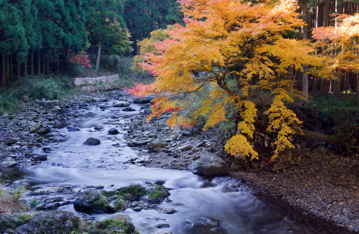 🍁 龍穏寺から嵐山へ!幻想的な霧と紅葉のグラデーションを満喫