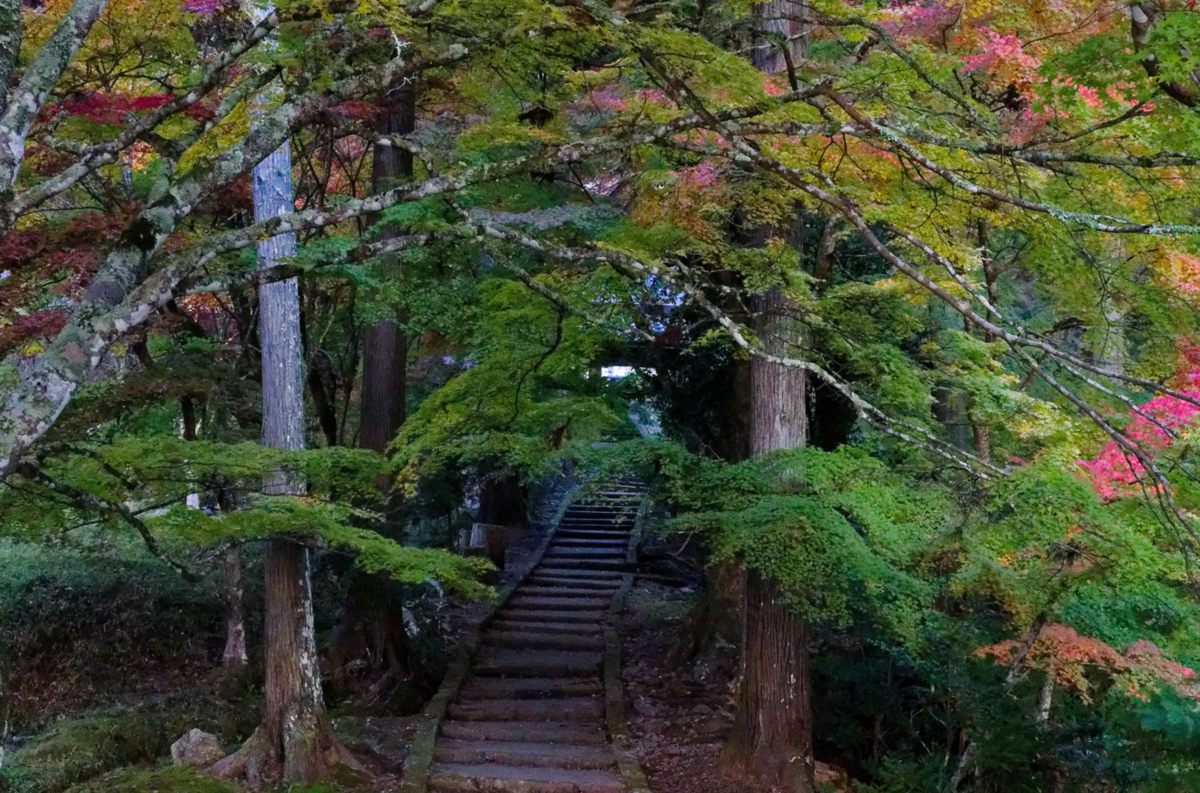 🍁 龍穏寺から嵐山へ!幻想的な霧と紅葉のグラデーションを満喫