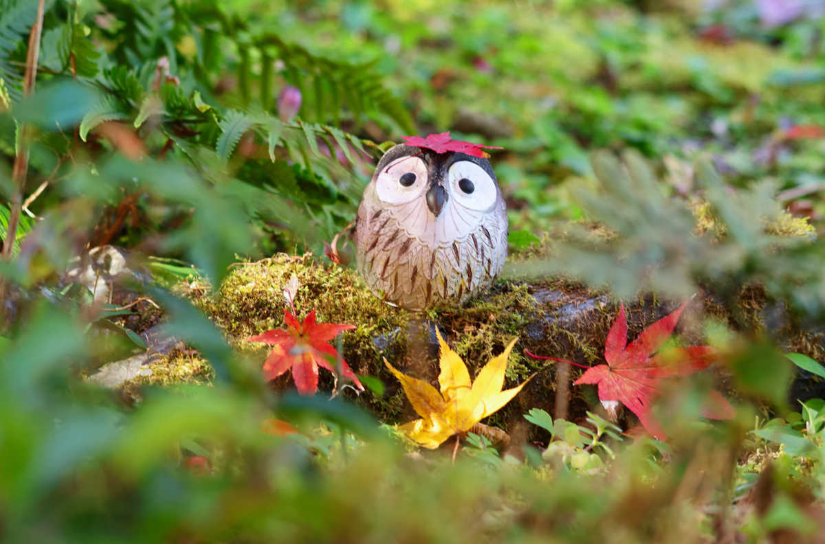 🍁 🍁京都・神蔵寺の紅葉とライトアップが織りなす幻想美!樹齢400年の圧巻イロハモミジ✨ ✨