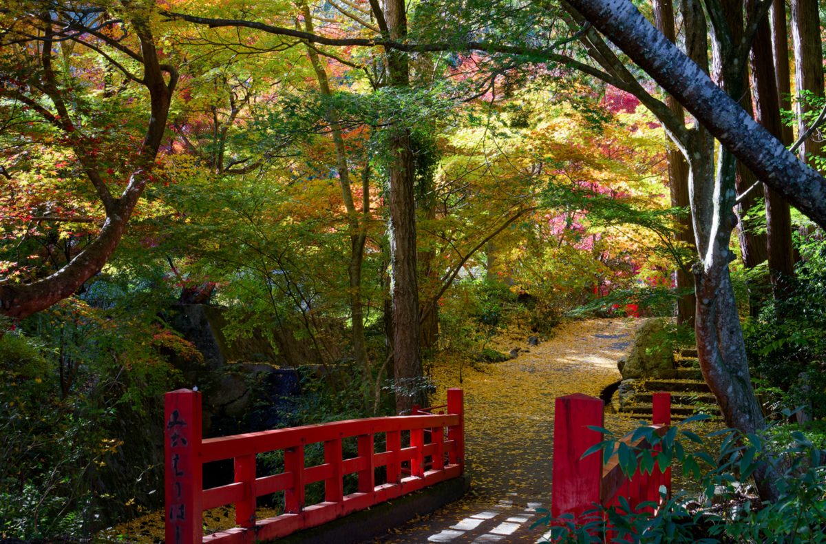 🍁 🍁京都・神蔵寺の紅葉とライトアップが織りなす幻想美!樹齢400年の圧巻イロハモミジ✨ ✨