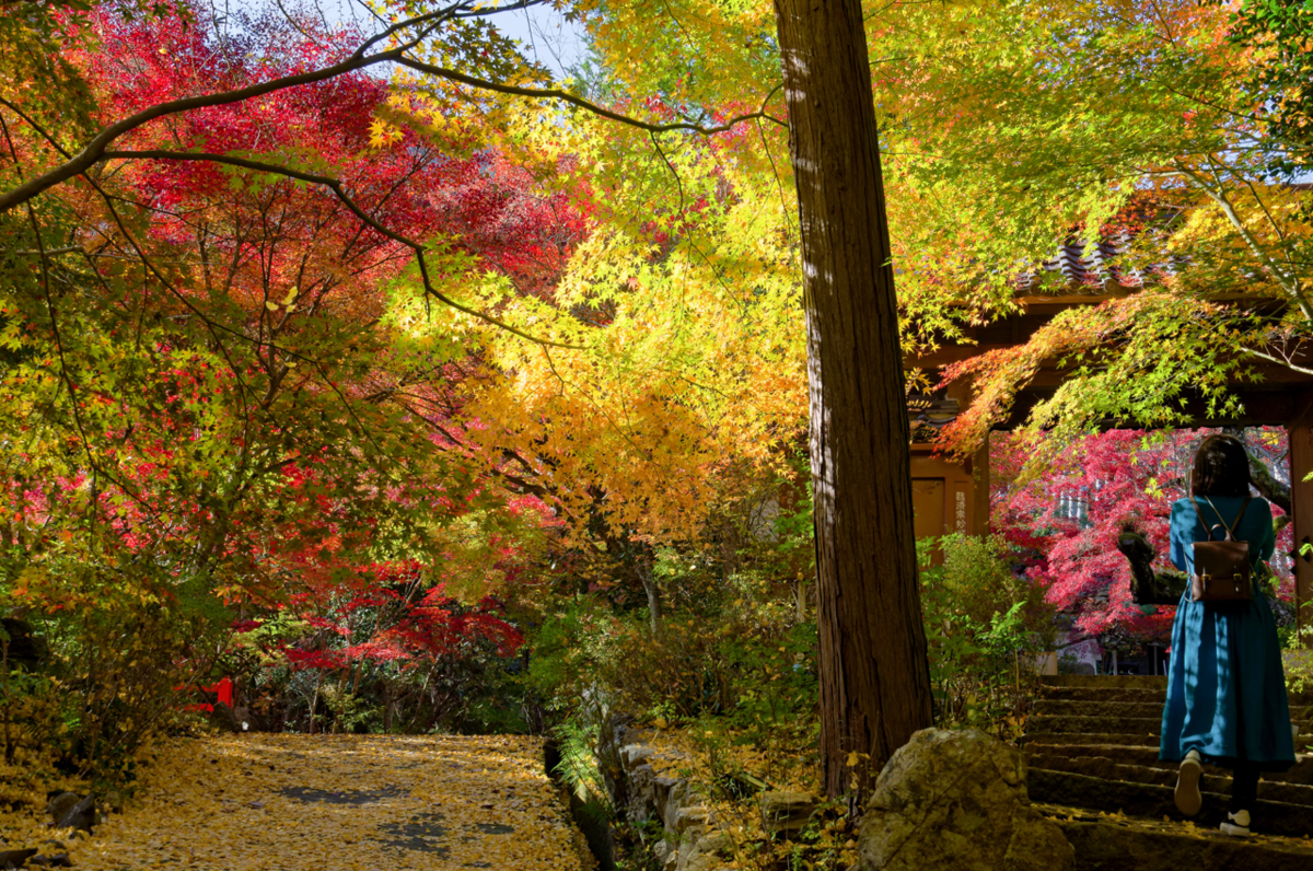🍁 🍁京都・神蔵寺の紅葉とライトアップが織りなす幻想美!樹齢400年の圧巻イロハモミジ✨ ✨