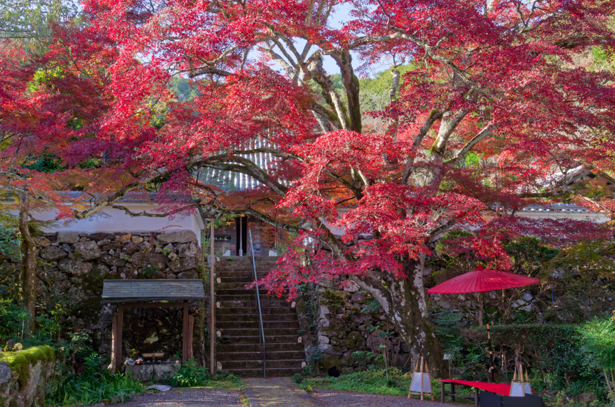 🍁 🍁京都・神蔵寺の紅葉とライトアップが織りなす幻想美!樹齢400年の圧巻イロハモミジ✨ ✨
