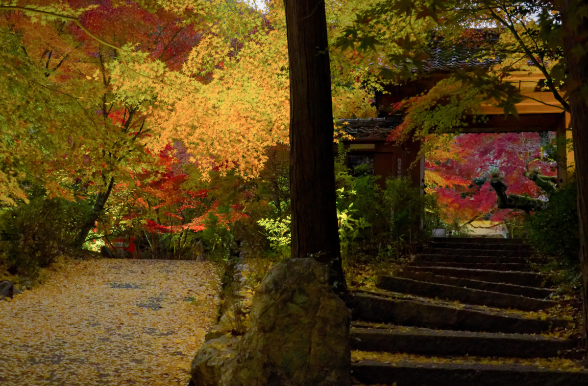 🍁 🍁京都・神蔵寺の紅葉とライトアップが織りなす幻想美!樹齢400年の圧巻イロハモミジ✨ ✨