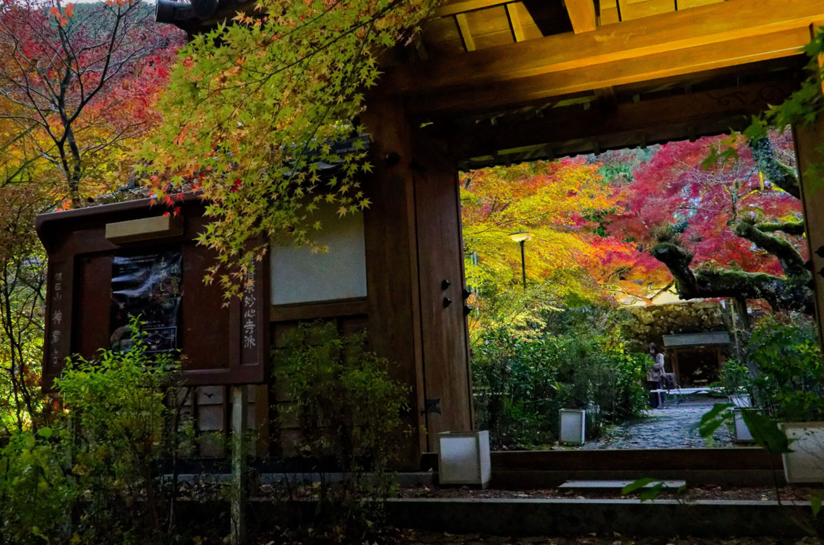 🍁 🍁京都・神蔵寺の紅葉とライトアップが織りなす幻想美!樹齢400年の圧巻イロハモミジ✨ ✨