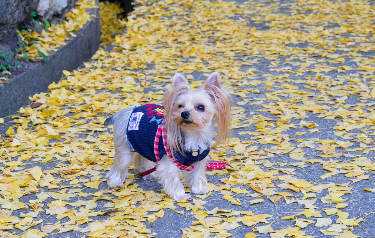 🍁京都・神蔵寺の紅葉とライトアップが織りなす幻想美!樹齢400年の圧巻イロハモミジ✨