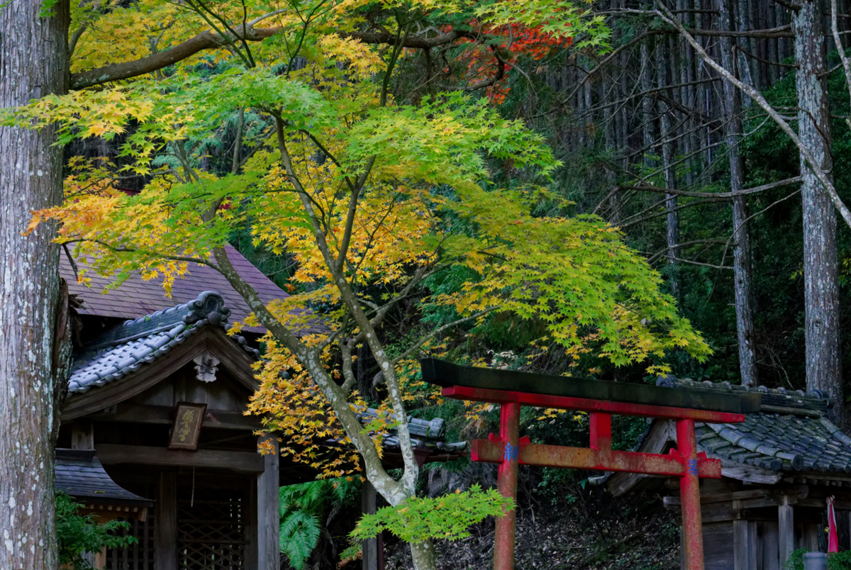 🍁 京都・亀岡市【積善寺】隠れた紅葉の名所で心洗われるひとときを