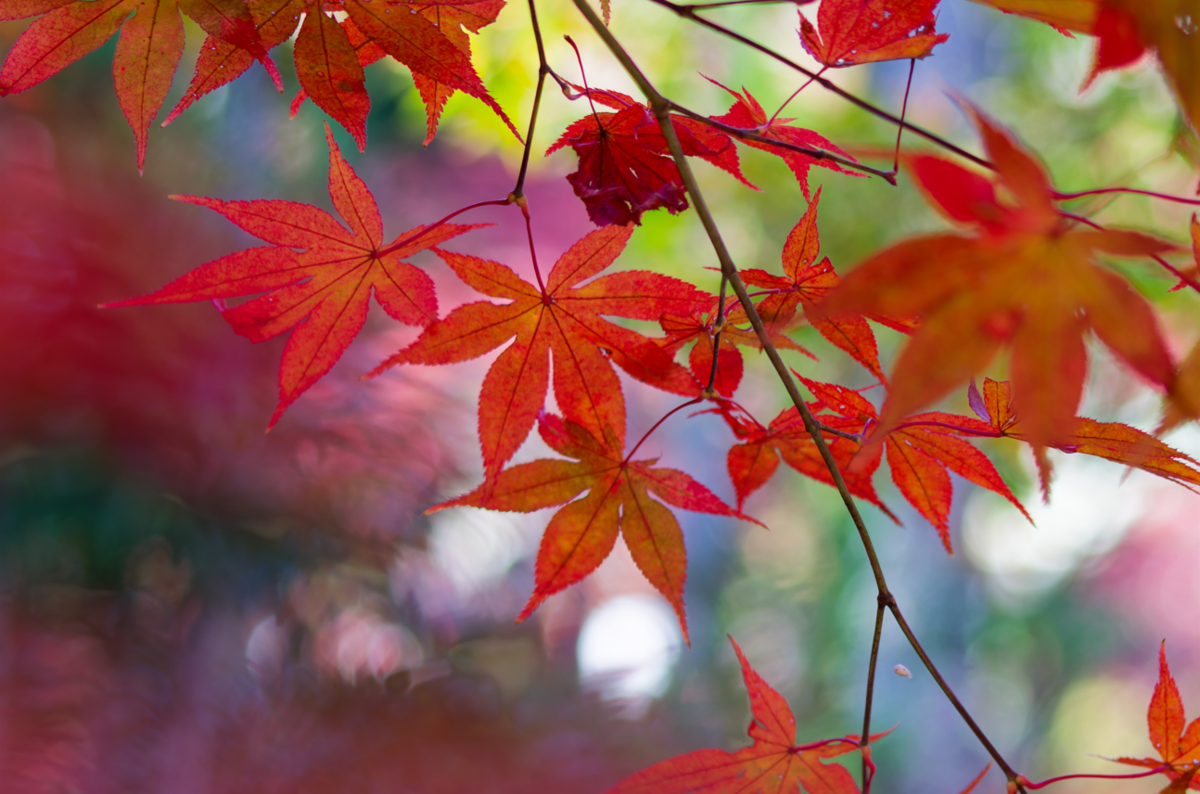 ご依頼ありがとうございます。亀岡市の**秀苗寺（しゅうびょうじ）**の紅葉の魅力を伝えるブログ記事を作成します。  🍁 秀苗寺（しゅうびょうじ）の紅葉：静寂の中に燃える、隠れた名所の美しさ