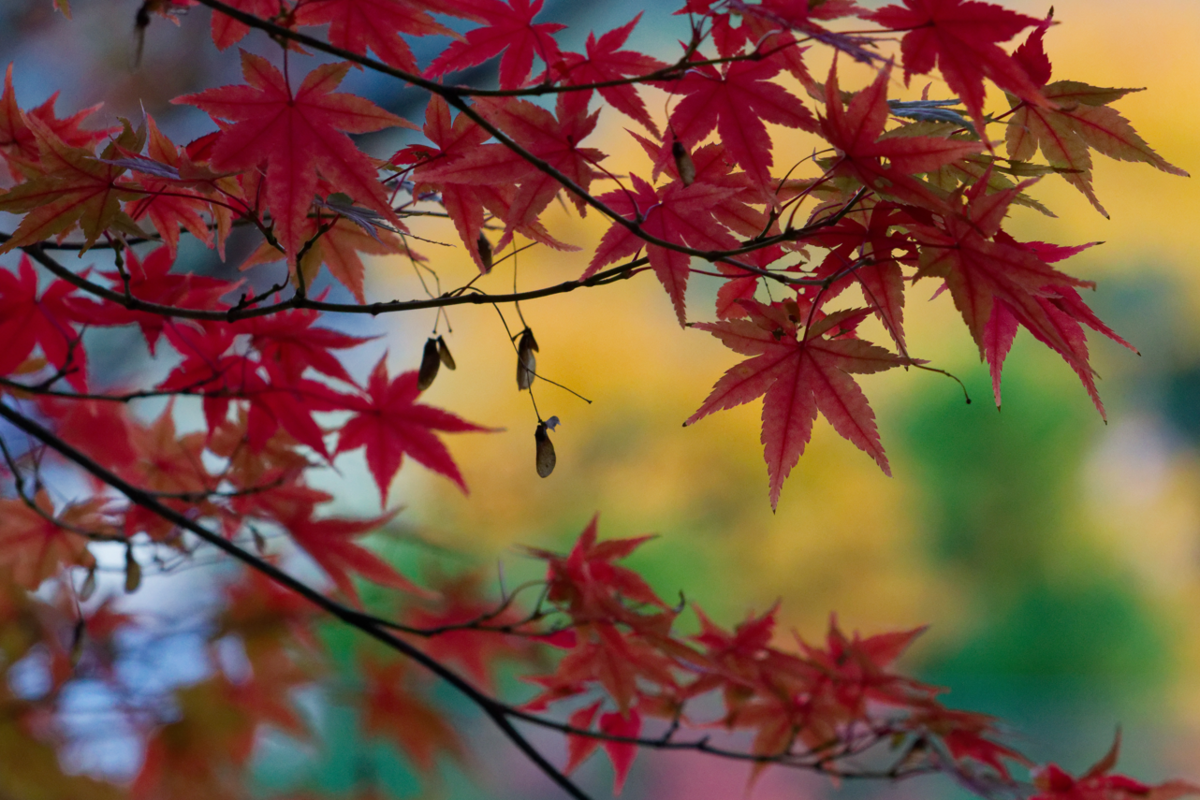 ご依頼ありがとうございます。亀岡市の**秀苗寺（しゅうびょうじ）**の紅葉の魅力を伝えるブログ記事を作成します。  🍁 秀苗寺（しゅうびょうじ）の紅葉：静寂の中に燃える、隠れた名所の美しさ