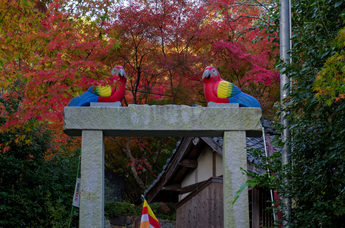 ご依頼ありがとうございます。亀岡市の**秀苗寺（しゅうびょうじ）**の紅葉の魅力を伝えるブログ記事を作成します。  🍁 秀苗寺（しゅうびょうじ）の紅葉：静寂の中に燃える、隠れた名所の美しさ