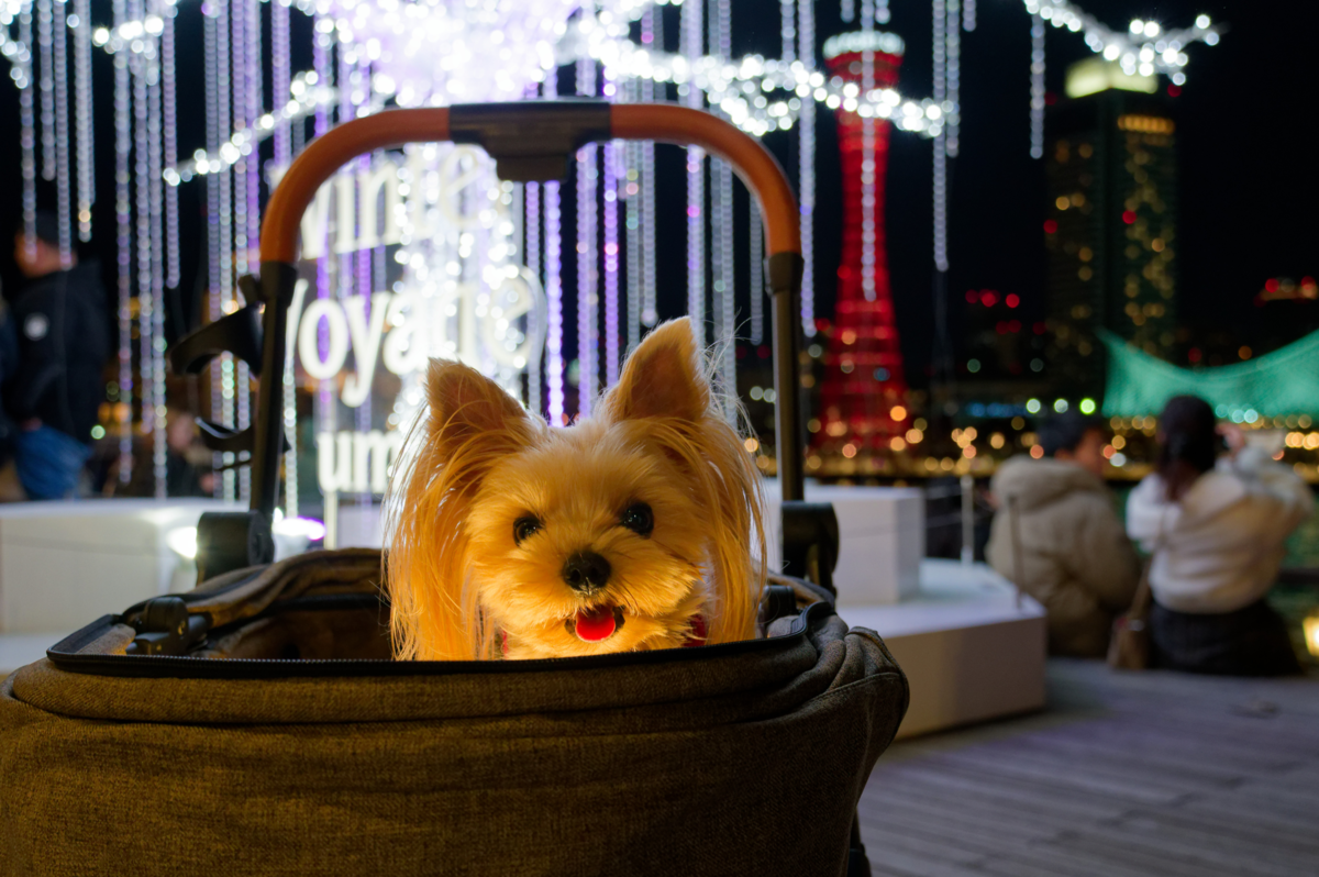 【2025年レポ】愛犬と巡る神戸ハーバーランドumieのクリスマス!青い光の街「KOBE UMIAKARI」に包まれて