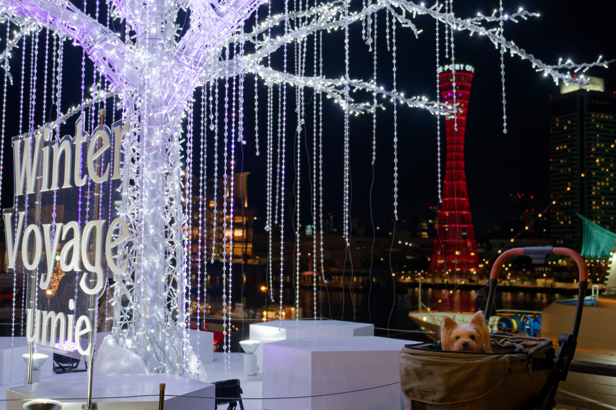 【2025年レポ】愛犬と巡る神戸ハーバーランドumieのクリスマス!青い光の街「KOBE UMIAKARI」に包まれて