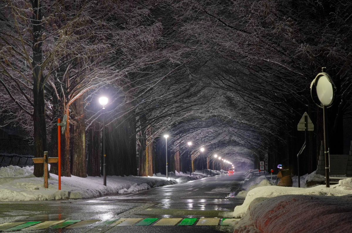 【滋賀・マキノ】真夜中の白銀世界。雪のメタセコイア並木が幻想的すぎた