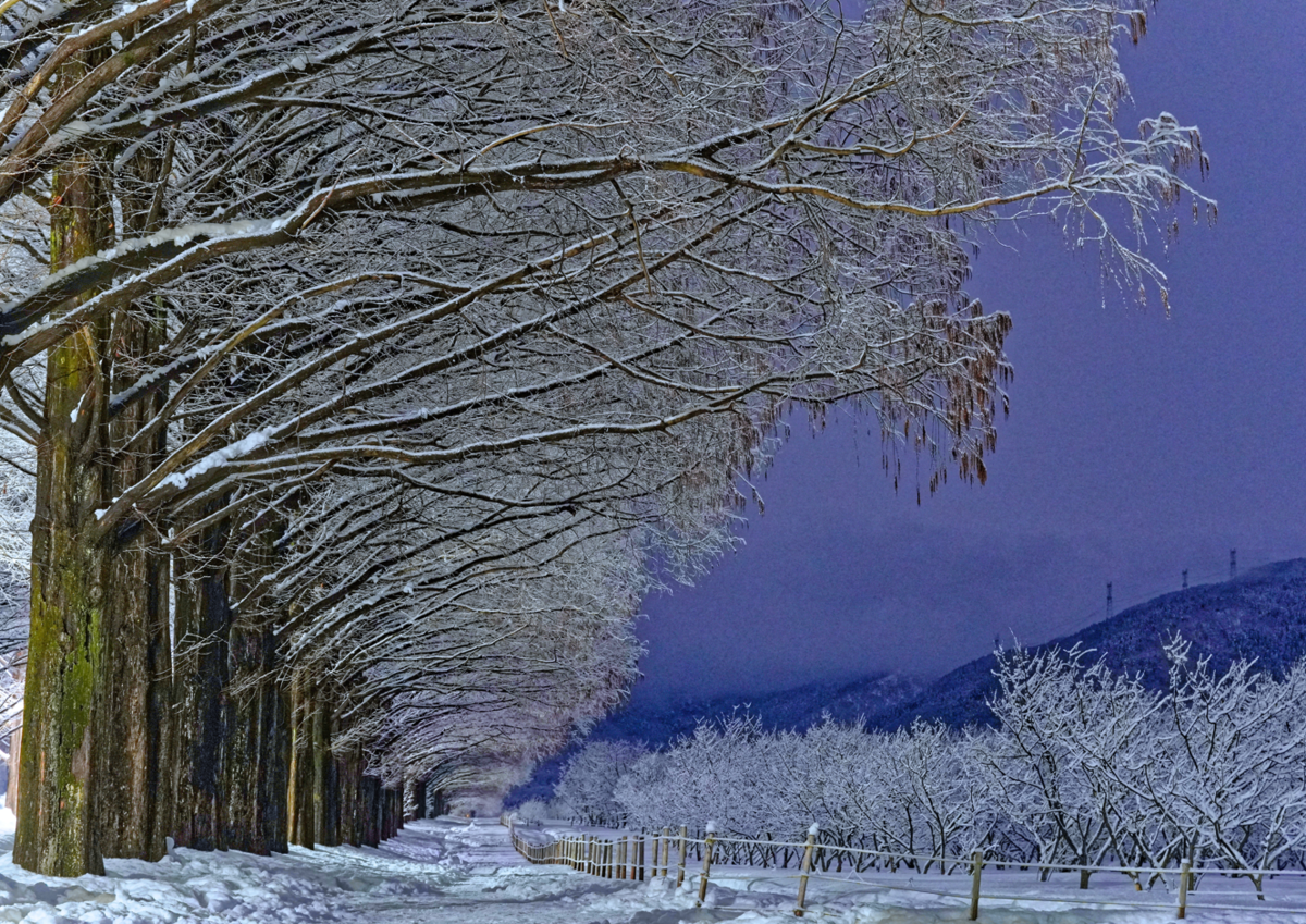 【滋賀・マキノ】真夜中の白銀世界。雪のメタセコイア並木が幻想的すぎた