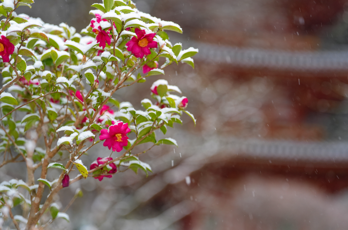 【冬の京都】雪化粧の岩船寺。静寂に包まれた三重塔と冬の花たち