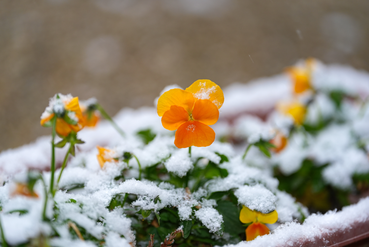 【冬の京都】雪化粧の岩船寺。静寂に包まれた三重塔と冬の花たち