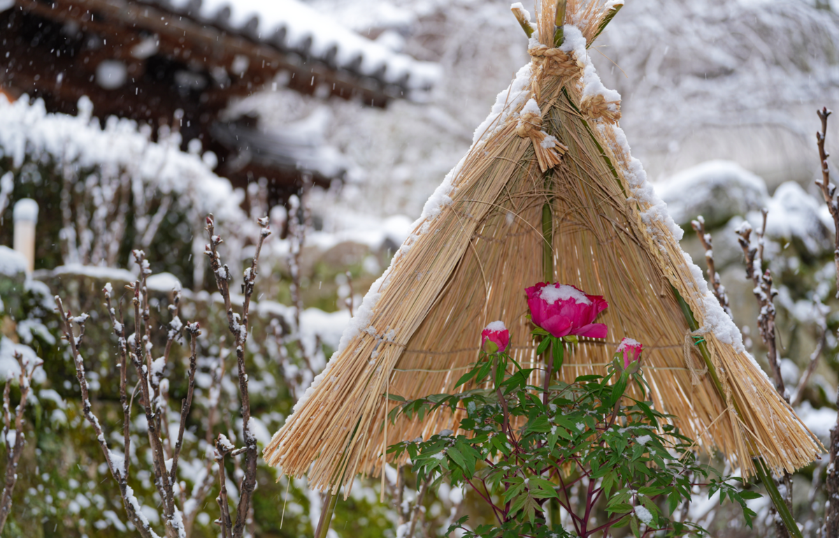 雪降る「花の御寺」へ。奈良・長谷寺で出会った冬の絶景
