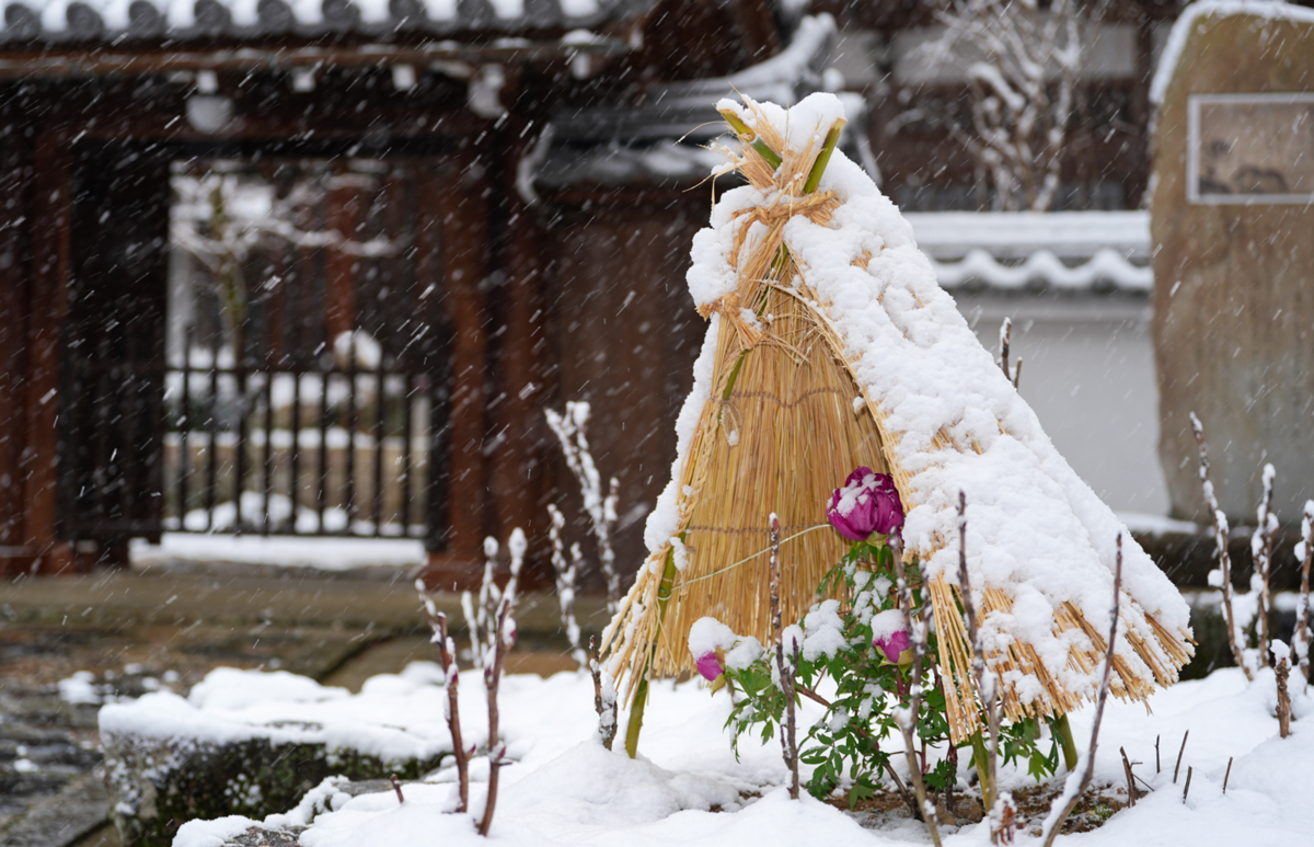 雪降る「花の御寺」へ。奈良・長谷寺で出会った冬の絶景