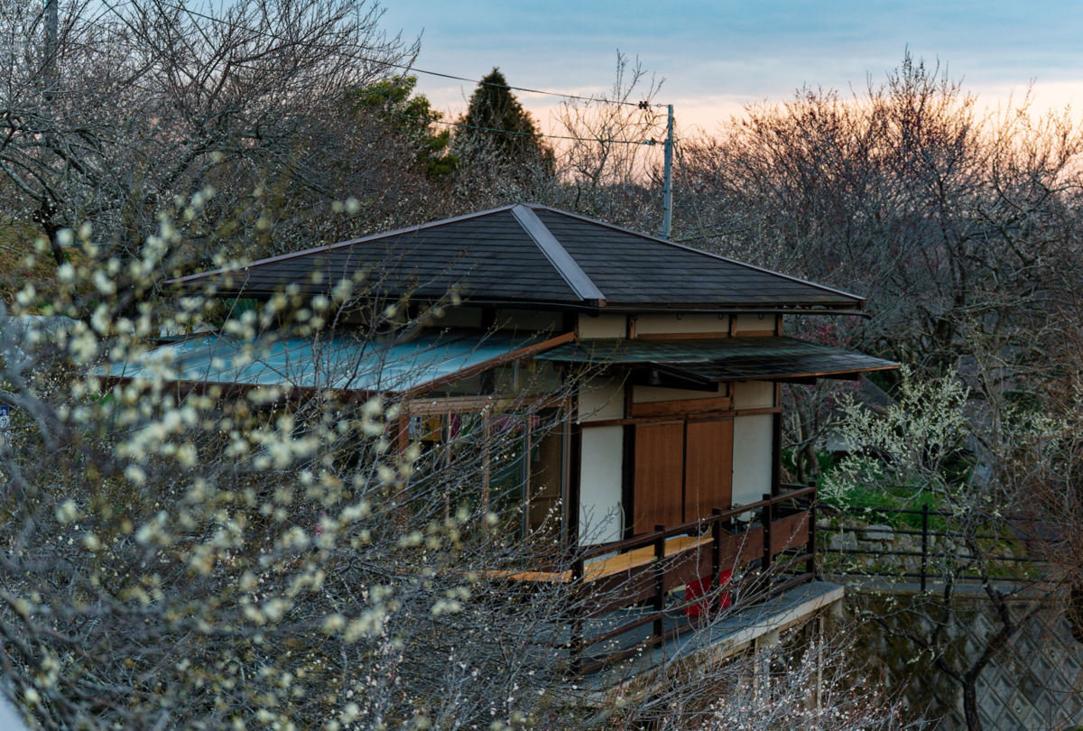 【月ヶ瀬梅林】夕焼けから天の川、そして朝露へ。幻想的な梅の香りに包まれて