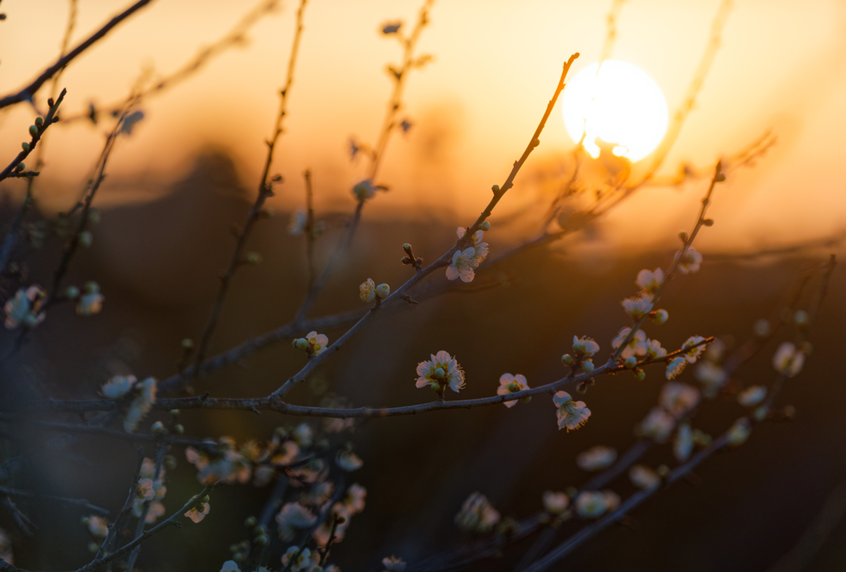 【月ヶ瀬梅林】夕焼けから天の川、そして朝露へ。幻想的な梅の香りに包まれて