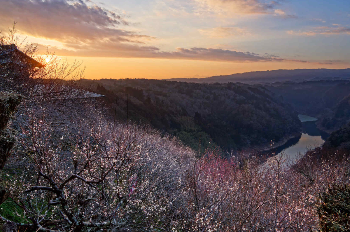 【月ヶ瀬梅林】夕焼けから天の川、そして朝露へ。幻想的な梅の香りに包まれて