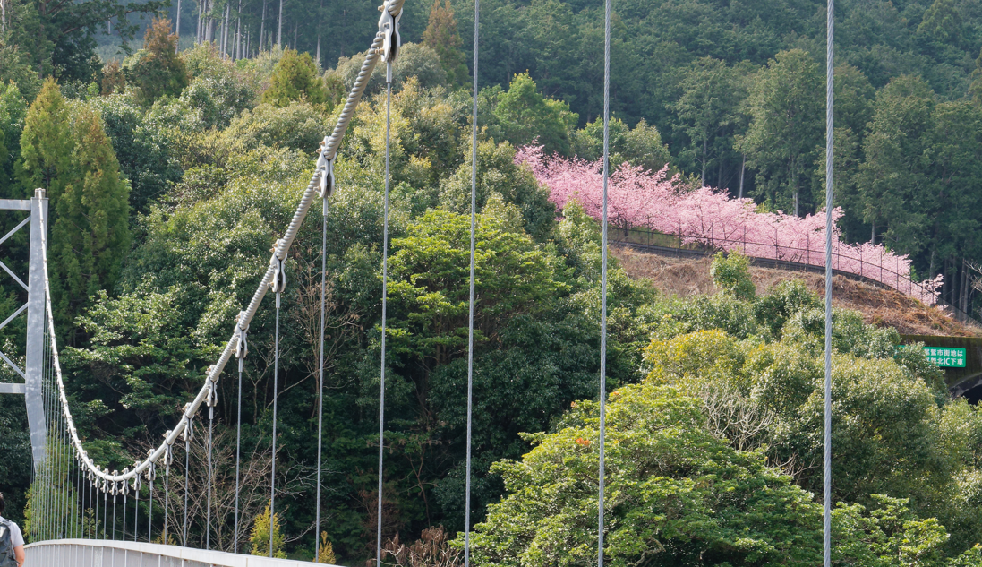 【三重・紀北町】一足早い春を満喫！種まき権兵衛の里の河津桜が見頃でした