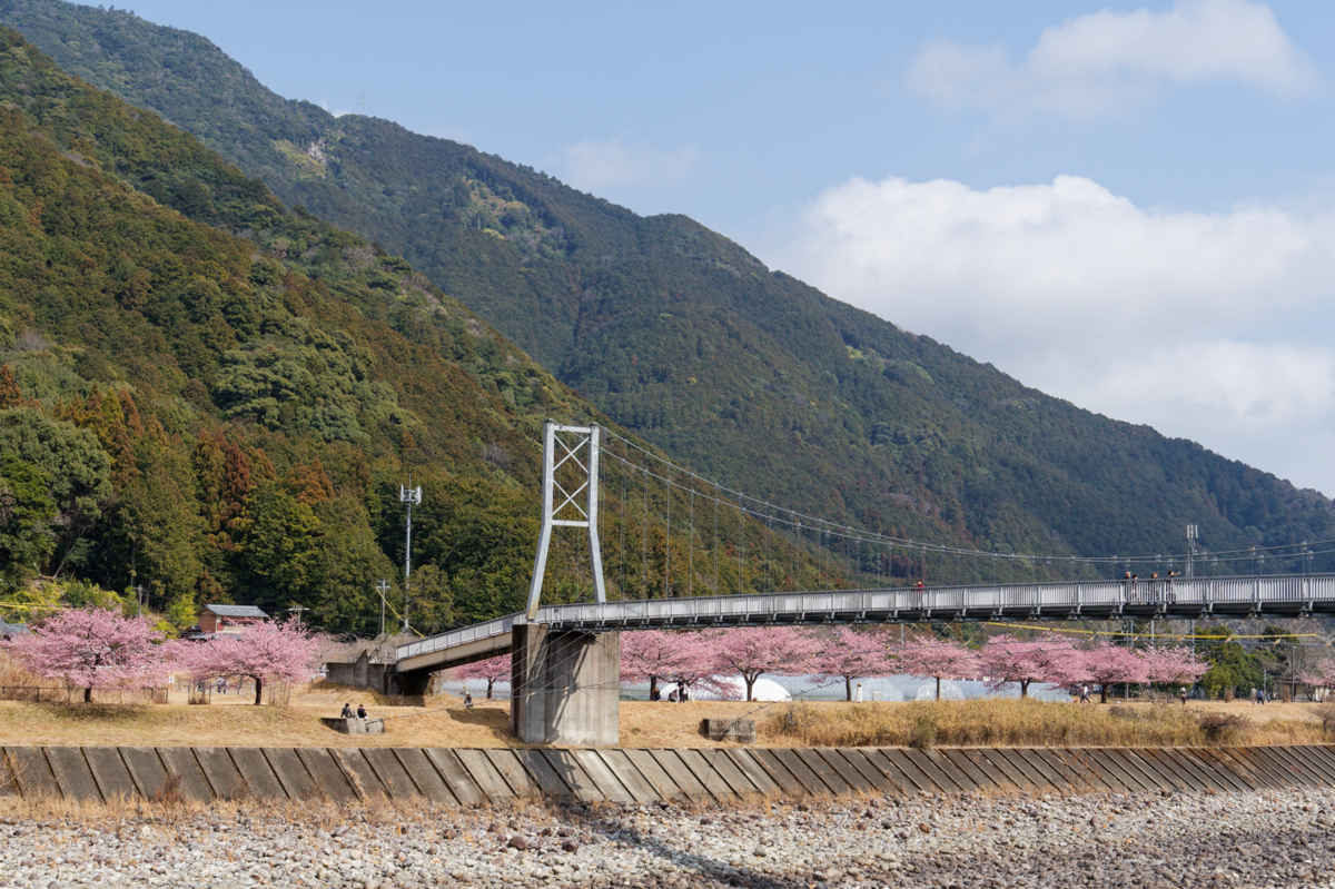 【三重・紀北町】一足早い春を満喫！種まき権兵衛の里の河津桜が見頃でした