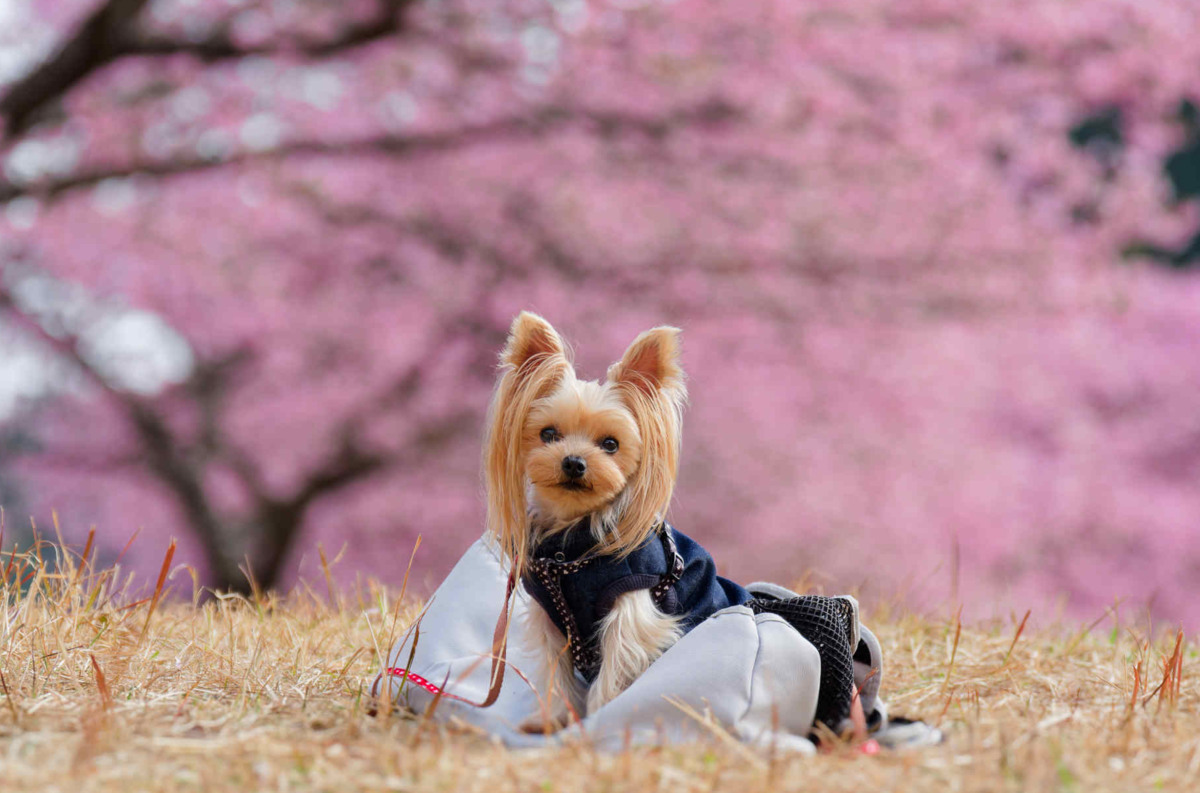 【愛犬と春色フォト散歩】朝陽に輝くピンクの楽園「河津桜の丘」