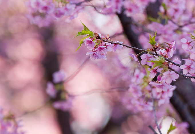 【愛犬と春色フォト散歩】朝陽に輝くピンクの楽園「河津桜の丘」