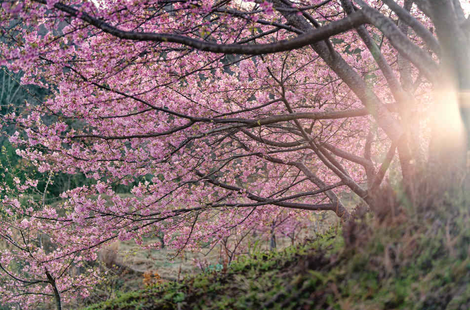 【愛犬と春色フォト散歩】朝陽に輝くピンクの楽園「河津桜の丘」