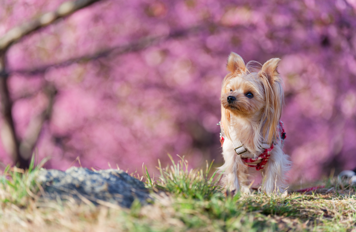 【愛犬と春色フォト散歩】朝陽に輝くピンクの楽園「河津桜の丘」