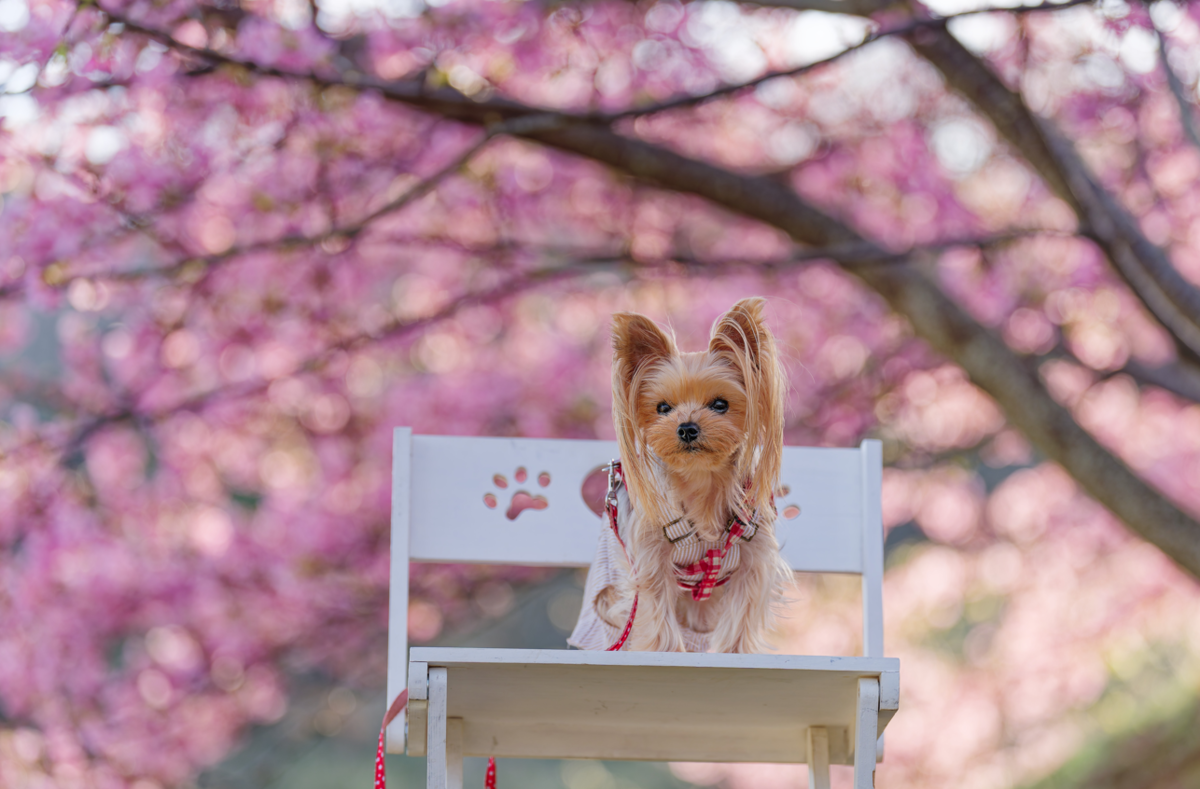 【愛犬と春色フォト散歩】朝陽に輝くピンクの楽園「河津桜の丘」