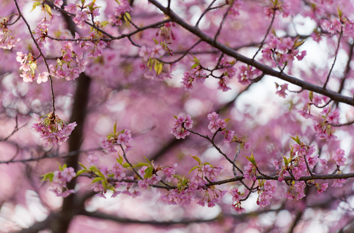 【愛犬と春色フォト散歩】朝陽に輝くピンクの楽園「河津桜の丘」