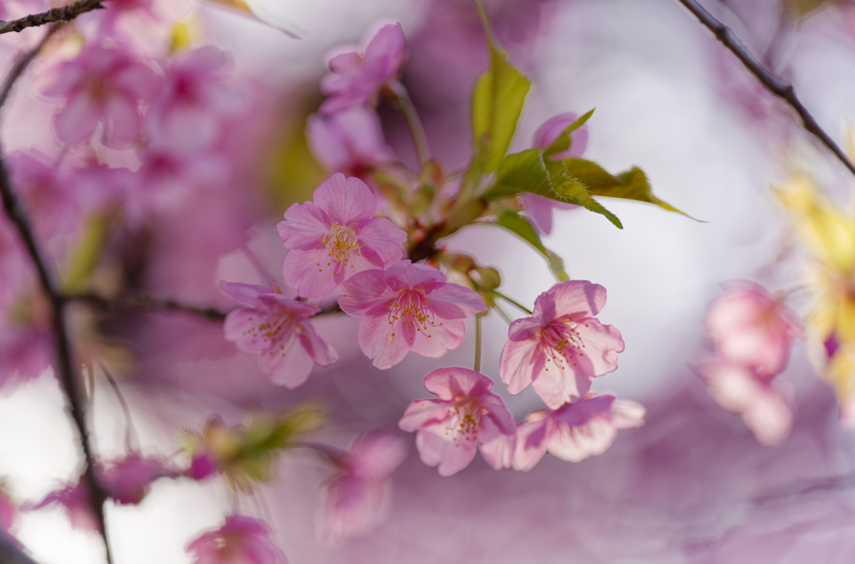 【愛犬と春色フォト散歩】朝陽に輝くピンクの楽園「河津桜の丘」