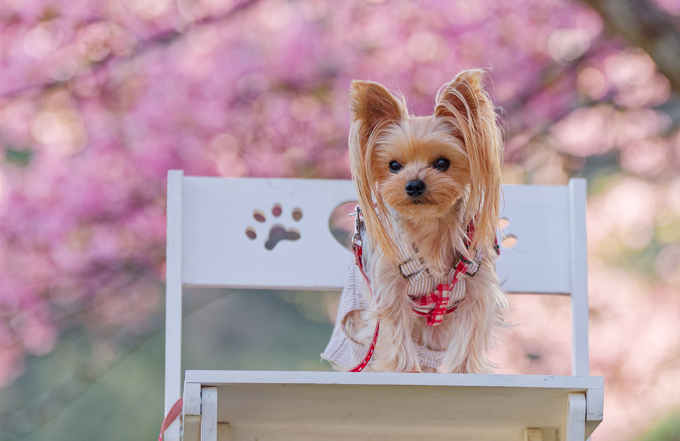 【愛犬と春色フォト散歩】朝陽に輝くピンクの楽園「河津桜の丘」