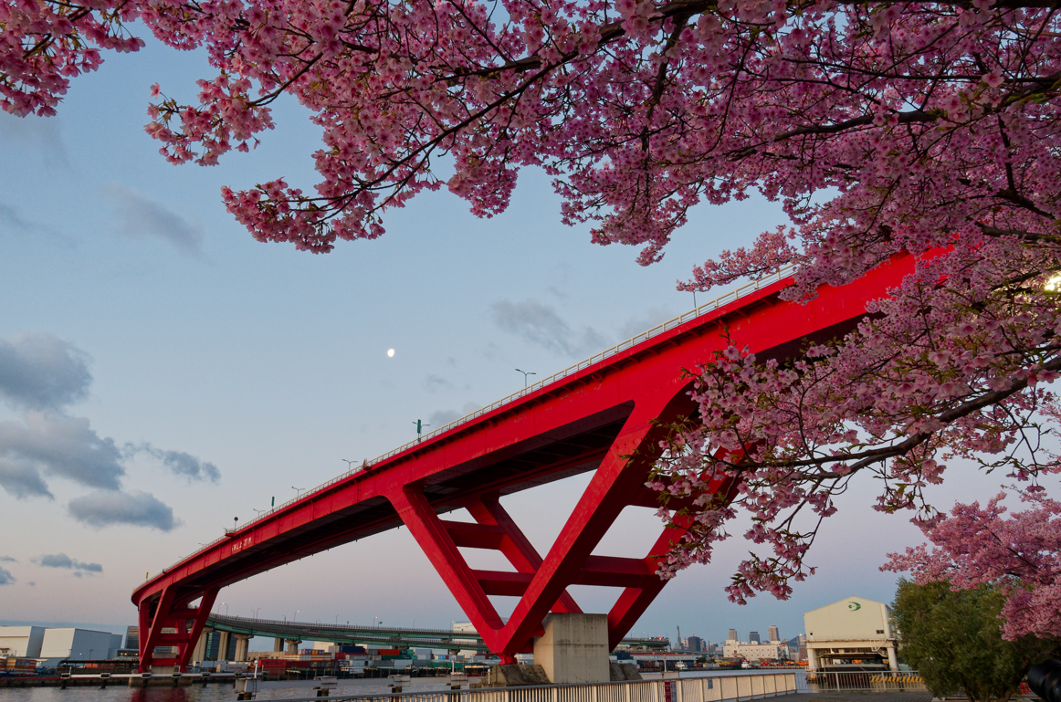 【神戸・灘浜緑地】河津桜と海が織りなす、1日2回の絶景マジック