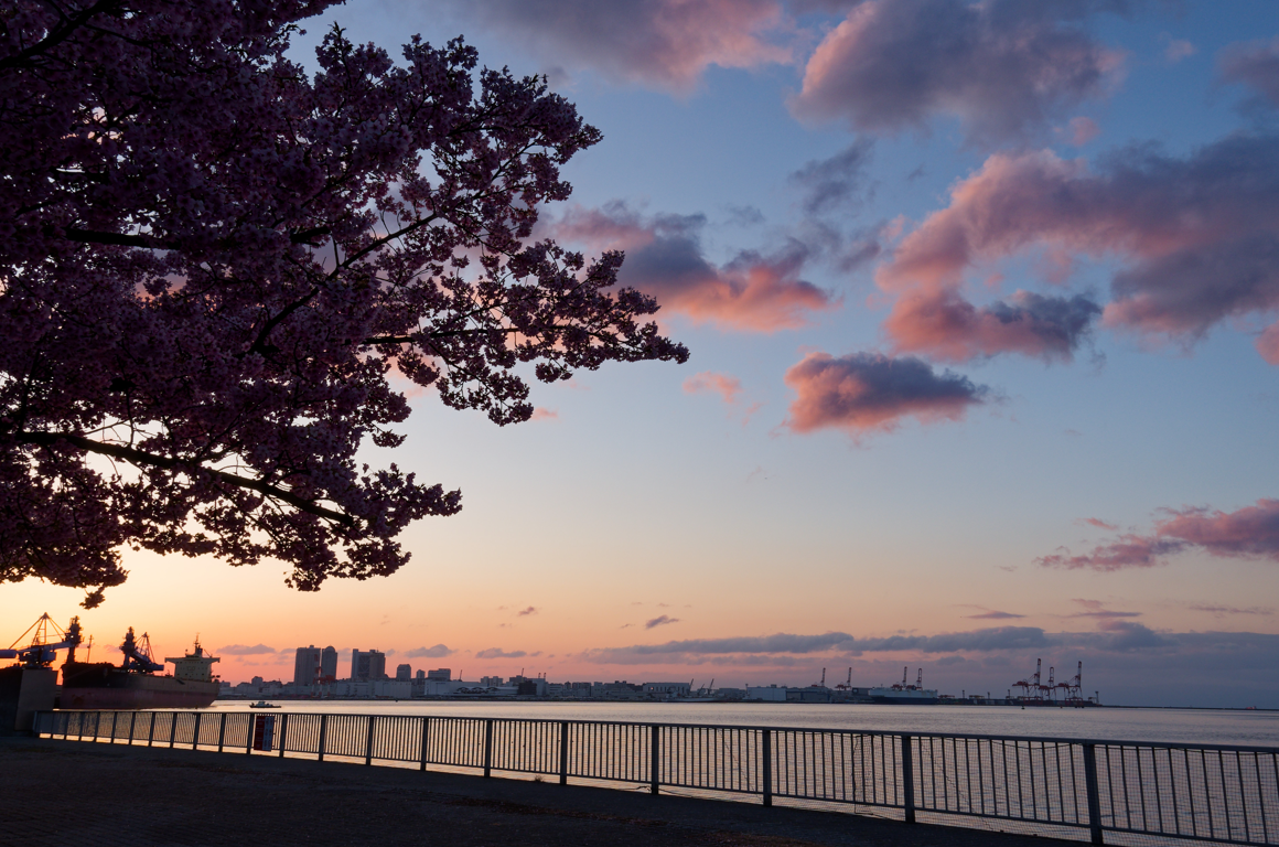 【神戸・灘浜緑地】河津桜と海が織りなす、1日2回の絶景マジック