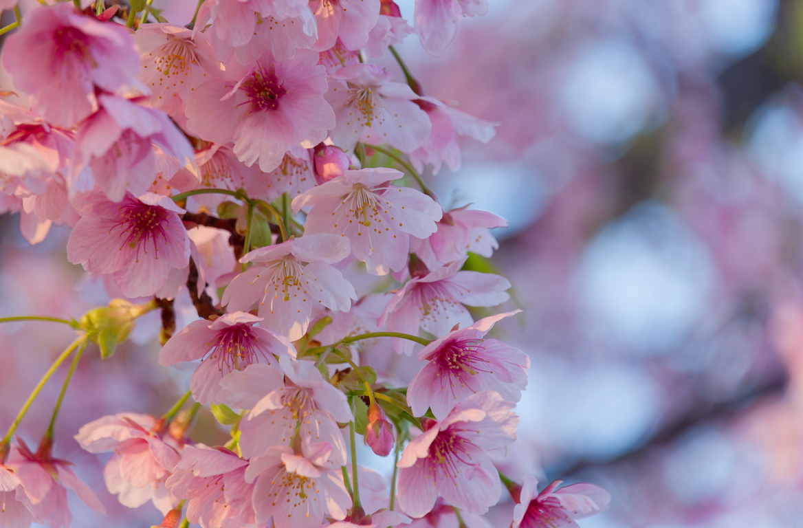 【神戸・灘浜緑地】河津桜と海が織りなす、1日2回の絶景マジック
