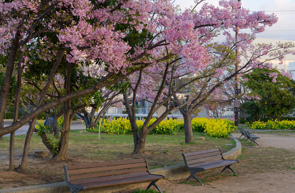 【神戸・灘浜緑地】河津桜と海が織りなす、1日2回の絶景マジック