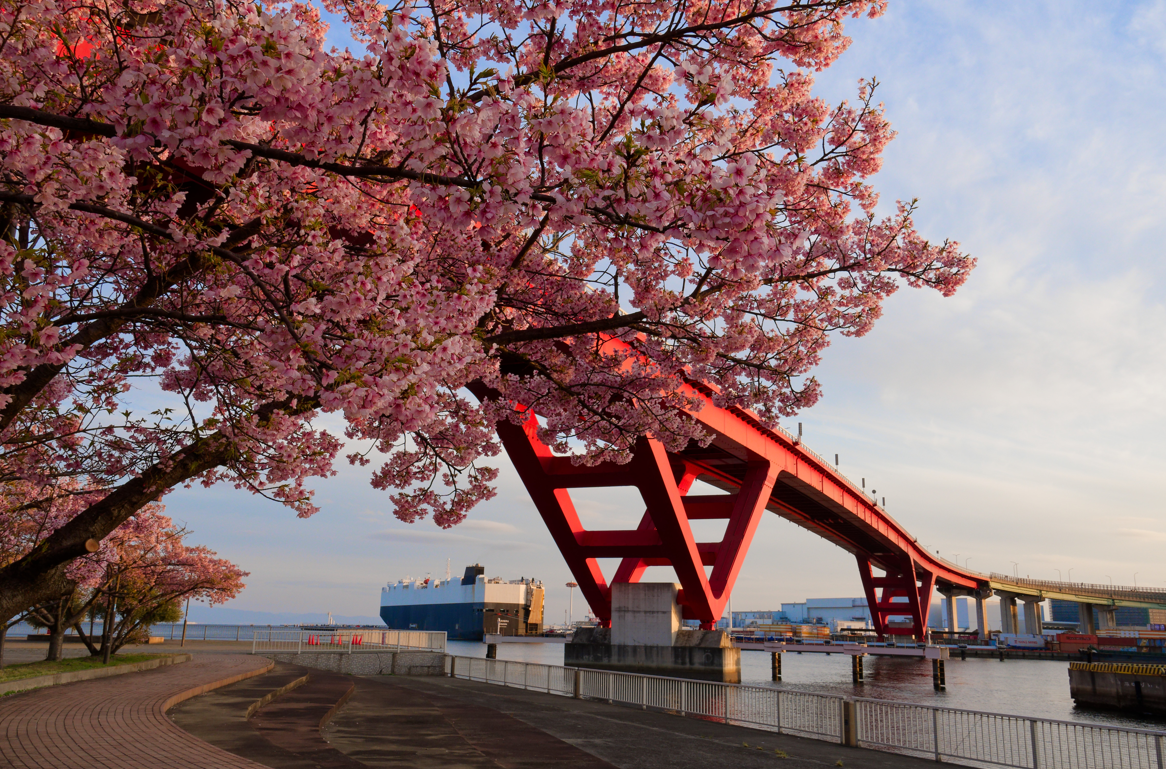 【神戸・灘浜緑地】河津桜と海が織りなす、1日2回の絶景マジック