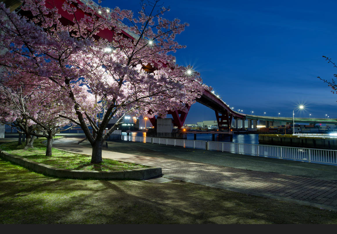 【神戸・灘浜緑地】河津桜と海が織りなす、1日2回の絶景マジック