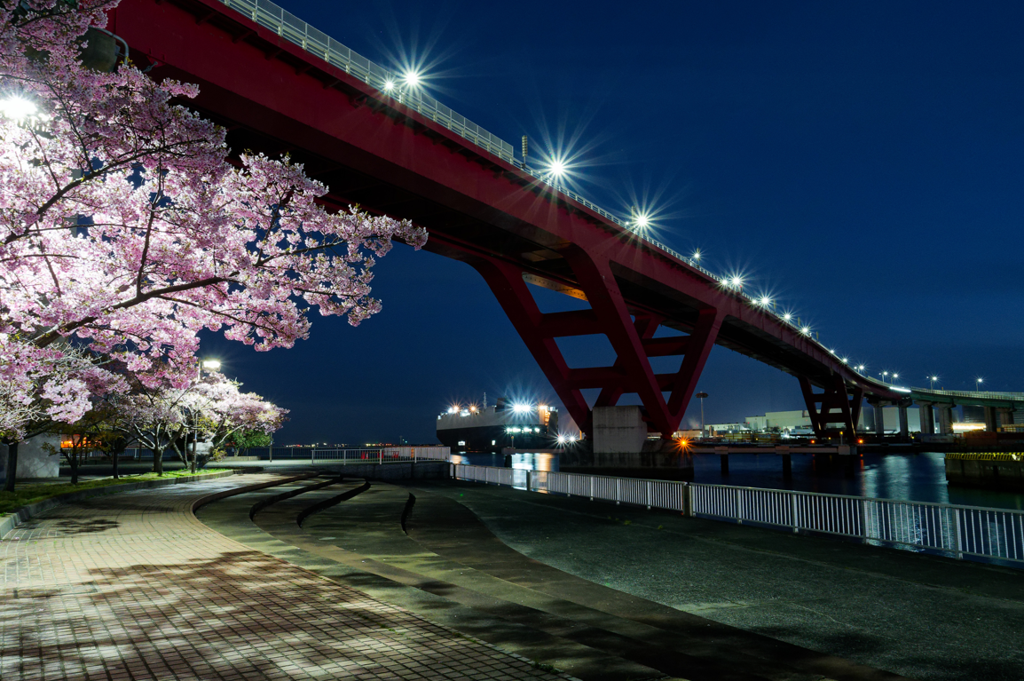 【神戸・灘浜緑地】河津桜と海が織りなす、1日2回の絶景マジック
