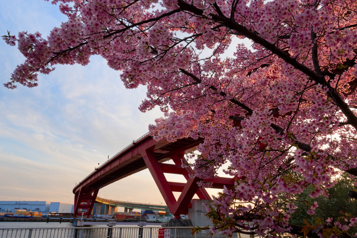 【神戸・灘浜緑地】河津桜と海が織りなす、1日2回の絶景マジック