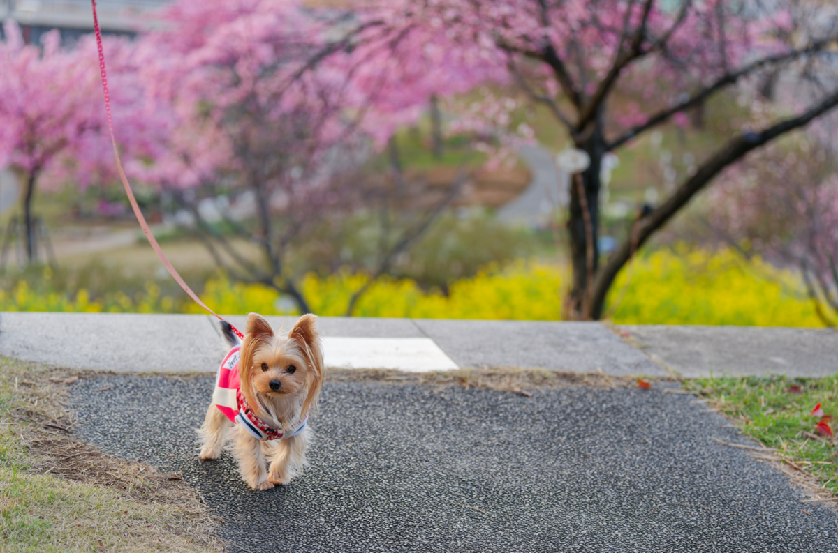 🌸愛犬と春の訪れを感じて｜西郷川河口公園の河津桜と菜の花