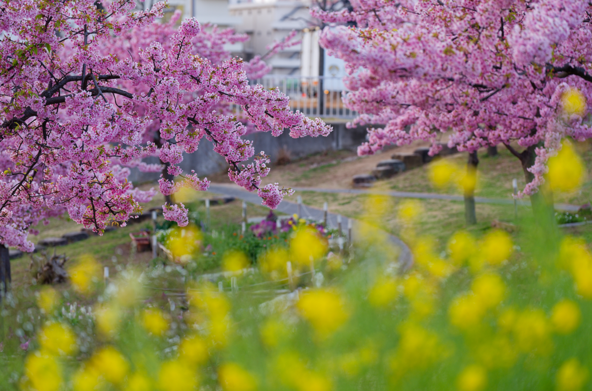 🌸愛犬と春の訪れを感じて｜西郷川河口公園の河津桜と菜の花
