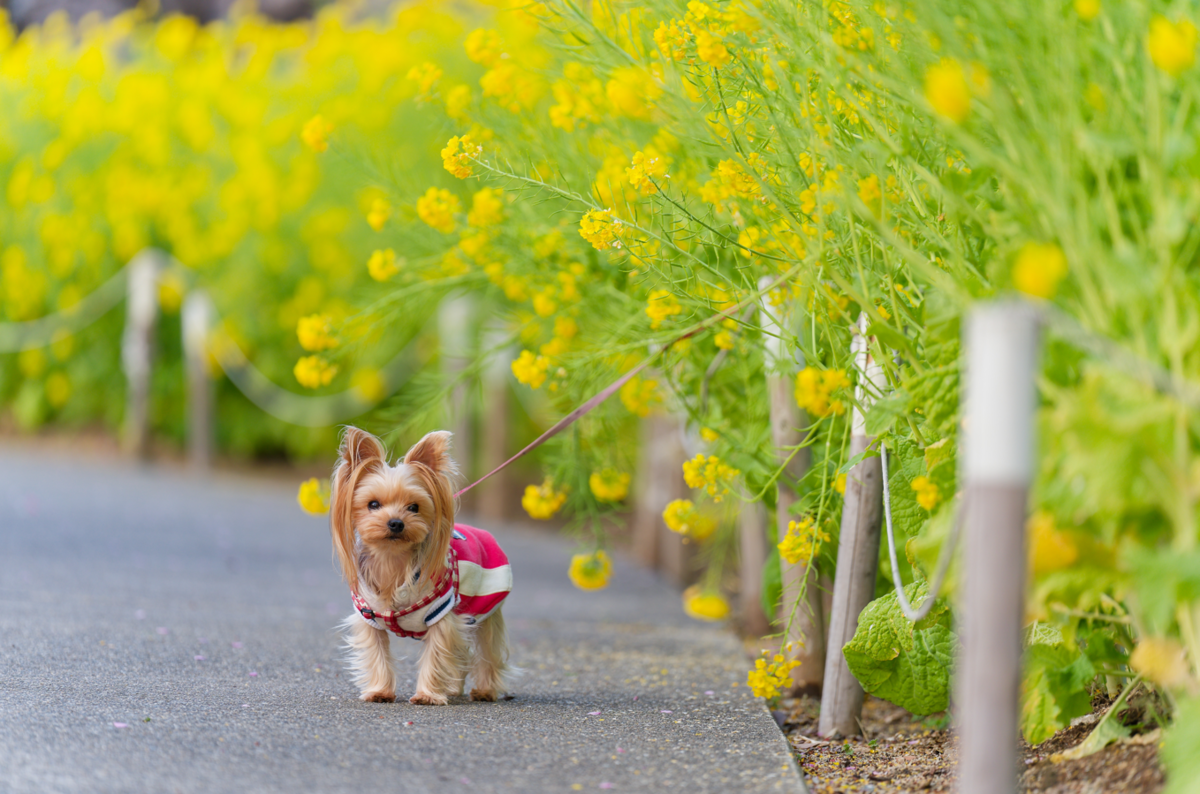 🌸愛犬と春の訪れを感じて｜西郷川河口公園の河津桜と菜の花