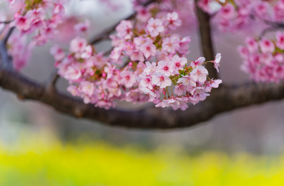 🌸愛犬と春の訪れを感じて｜西郷川河口公園の河津桜と菜の花