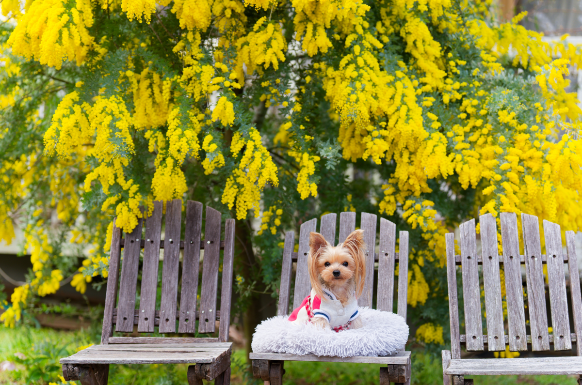 【加古川・円照寺】愛犬と行く、黄金色のミモザ＆春の花巡り